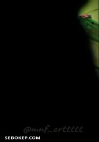 Mnf_Pasutri_Hijab_Viral